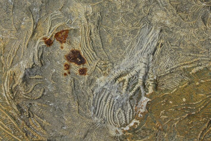 Rare English Pentacrintes Crinoid Fossil - Dorset, UK #94769